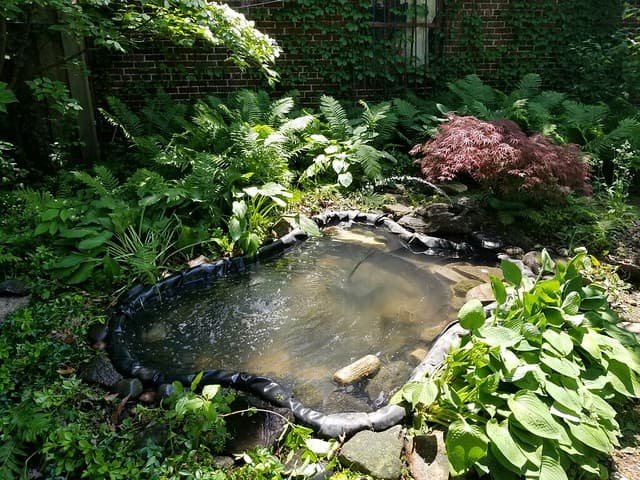 Backyard Pond