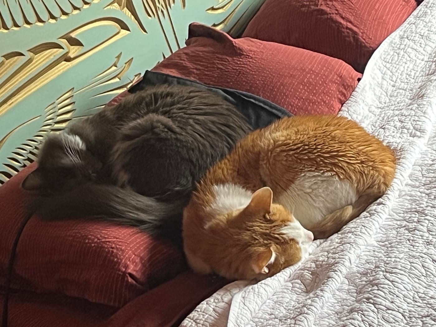 Two cats cuddling together on a bed - dark gray fluffy cat (Miss Biscuits) and orange and white cat (Catsby)