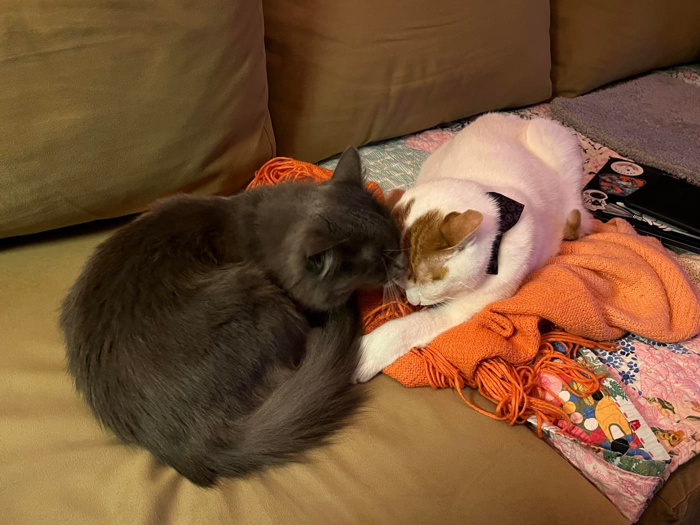 The grey cat has started licking the white cat's face