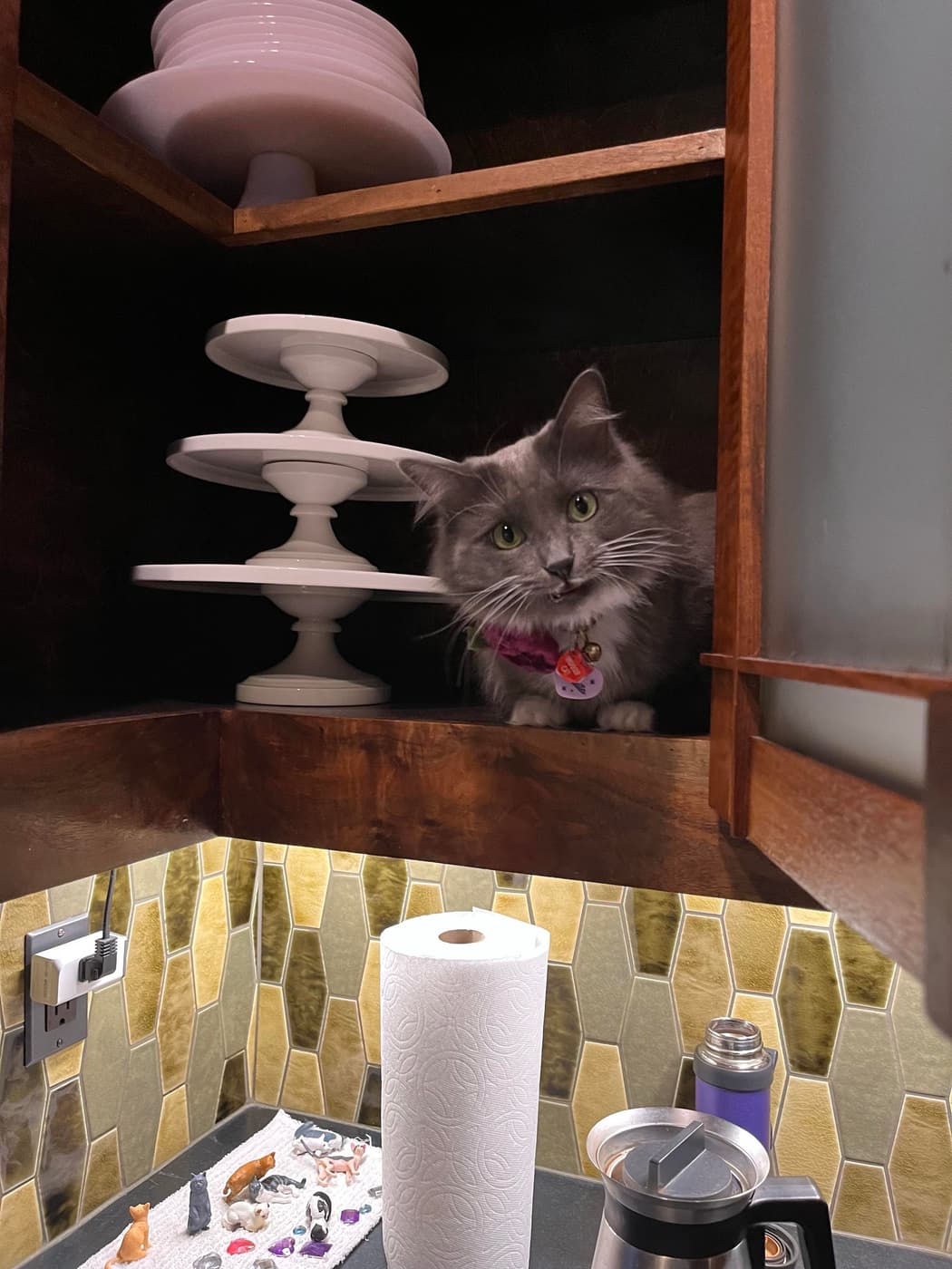 Miss Biscuits perched inside a kitchen cabinet surrounded by white plates and cake stands