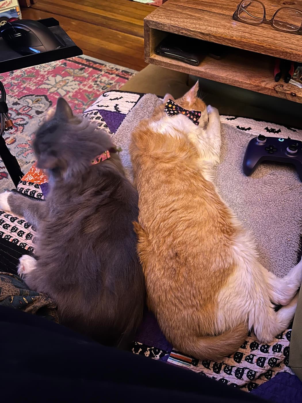 Two cats lounging together on a patterned blanket. Miss Biscuits (gray with collar) and Catsby (orange with bowtie)