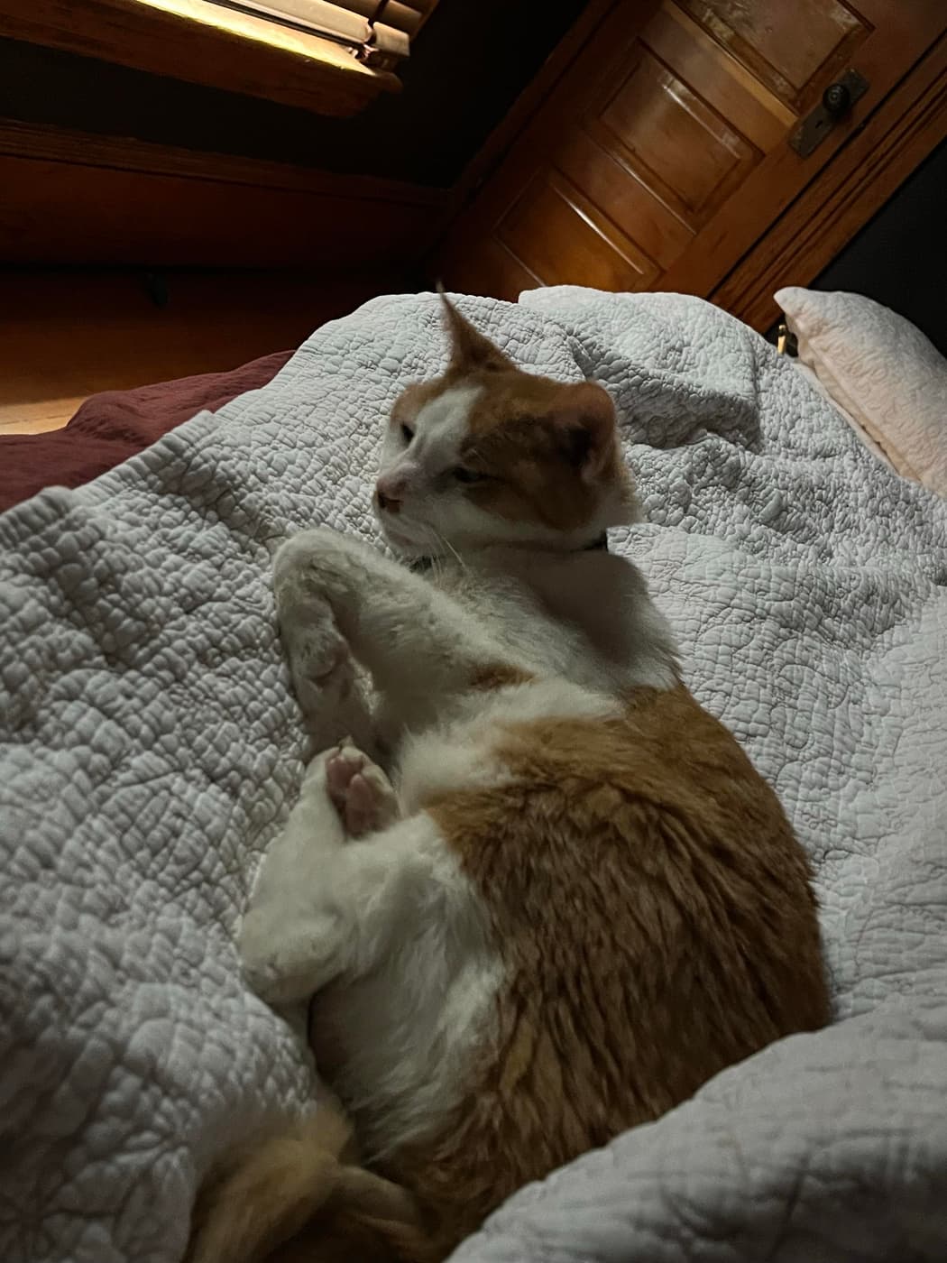 A sleeping orange and white cat curled up on a white quilt in a cozy room with soft light filtering through window blinds