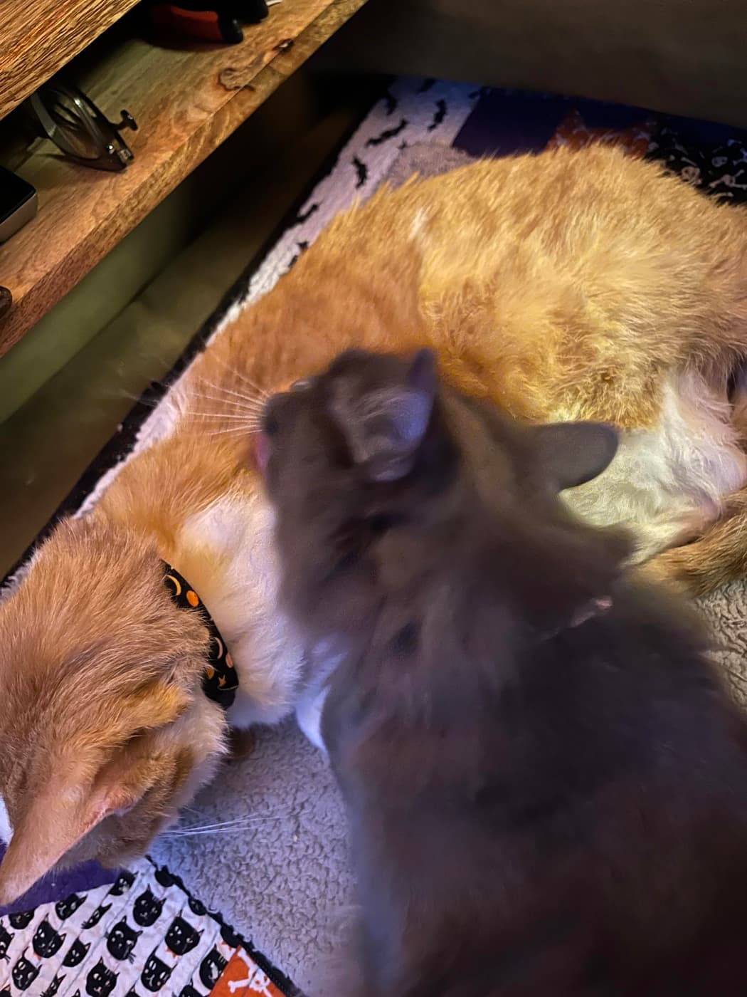 Two cats nestled together on a patterned rug. One cat is ginger with a collar, while the other appears to be dark gray with tongue visible, bathing the ginger cat