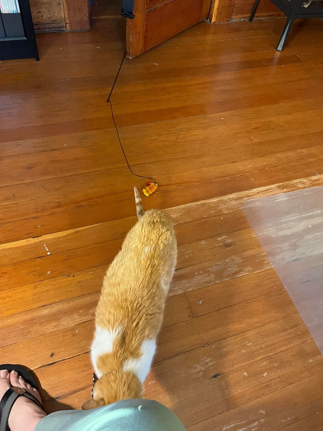 A furry orange and white cat explores a hardwood floor, with a foot visible nearby and a colorful toy is in the foreground. The setting appears to be an indoor space with wooden elements.