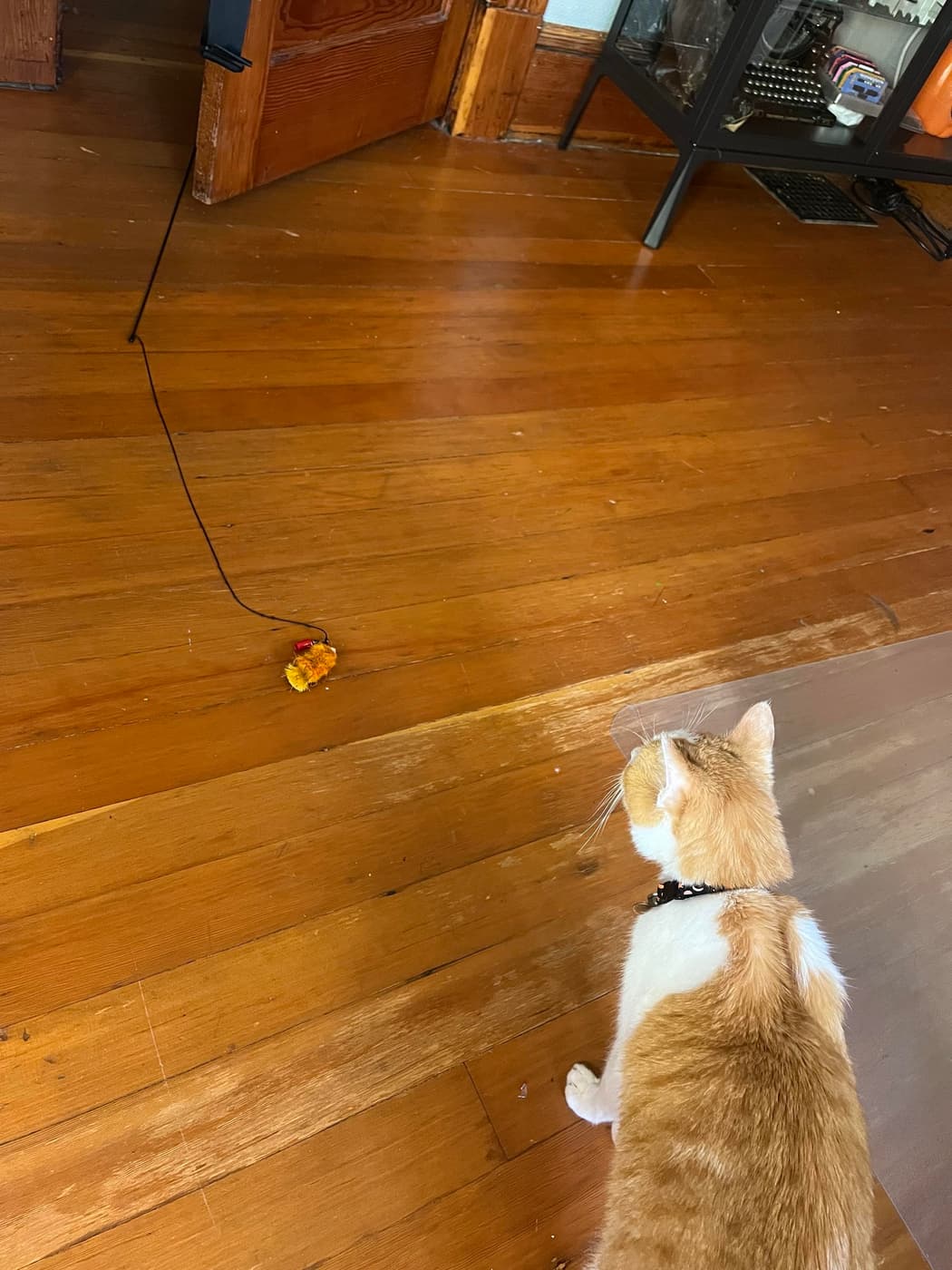 A cat sits on wooden flooring, looking at a small, colorful toy lying nearby. A cord is also visible extending across the floor.