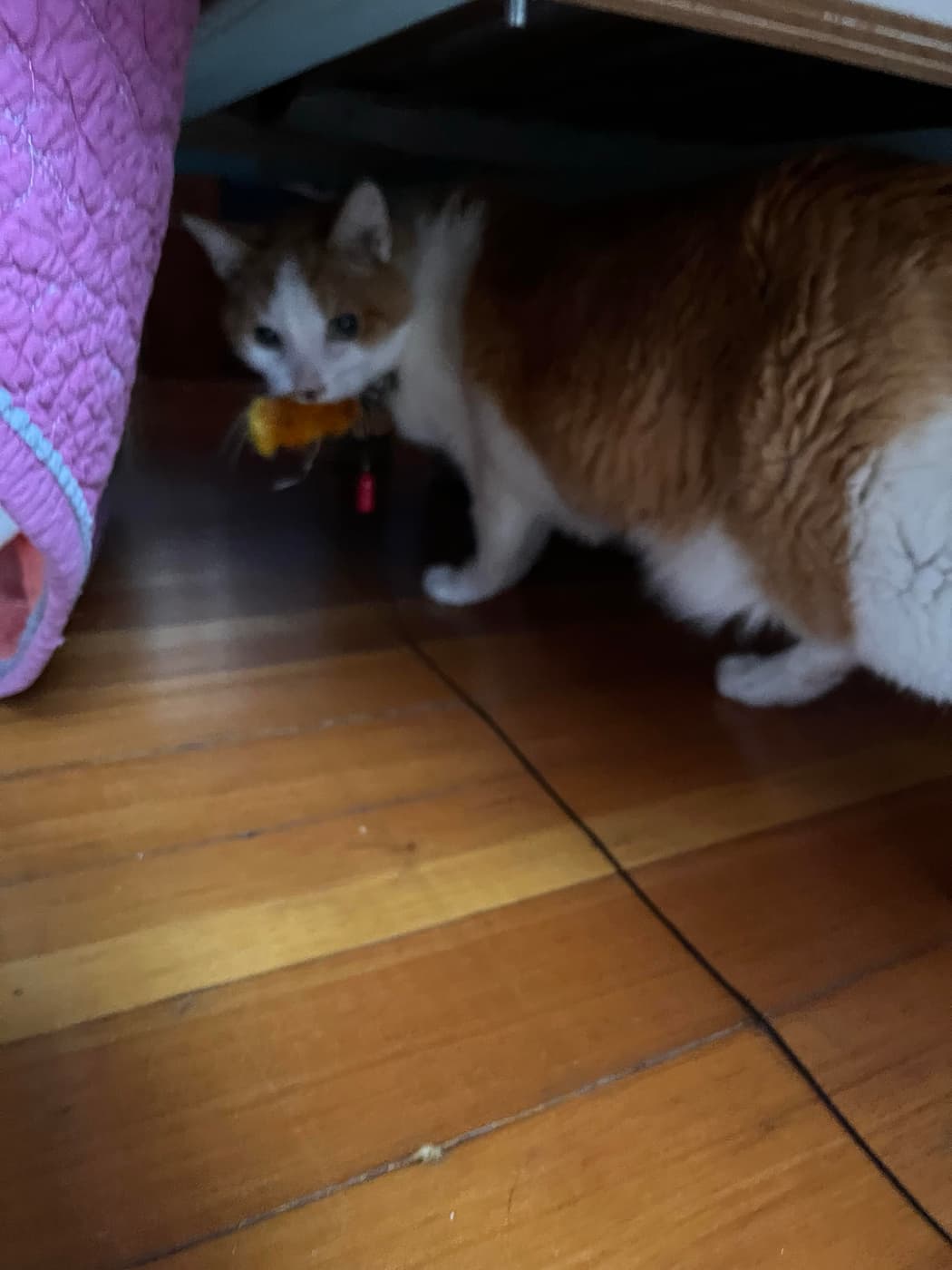 A ginger and white cat is partially visible under a piece of furniture, holding an orange toy in its mouth. The floor is wooden, and there is a pink quilted item on the left side of the image.