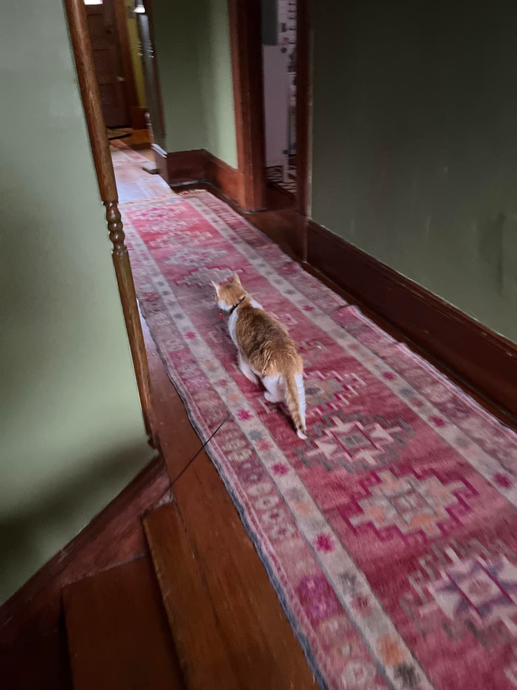 A cat walks along a pink patterned rug in a narrow hallway. The walls are painted green, and there is wooden trim and flooring visible. The hallway leads to a doorway in the background.