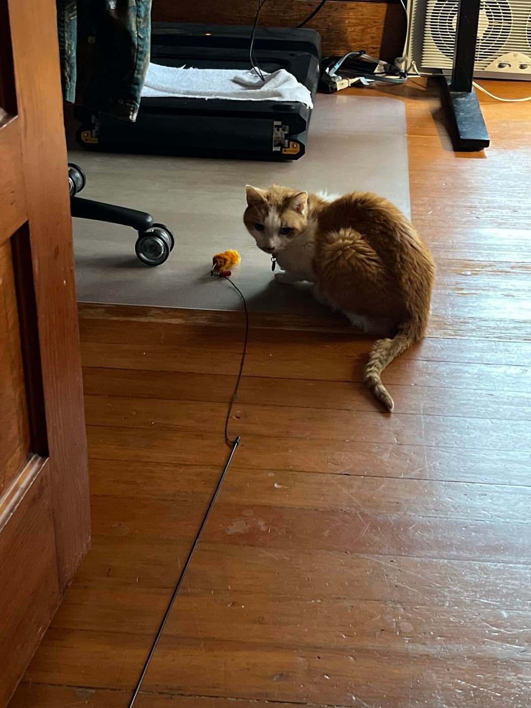 A ginger and white cat sits on a wooden floor, near a toy mouse. In the background, there is a chair on wheels and a partially visible bed or blanket. A power cord and a fan are also present in the scene.