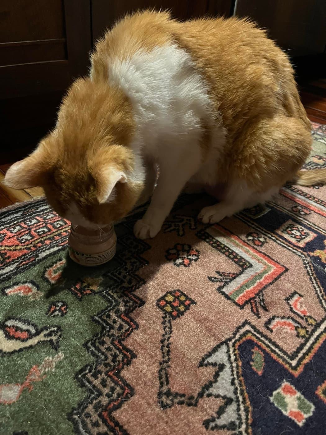 An orange and white cat is sitting on a patterned rug, curiously inspecting a jar of baby food. The scene is cozy, with a hint of dim light