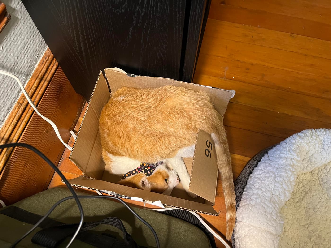 An orange cat curled upside down, head-first in a cardboard box on a wooden floor, with a pet bed nearby