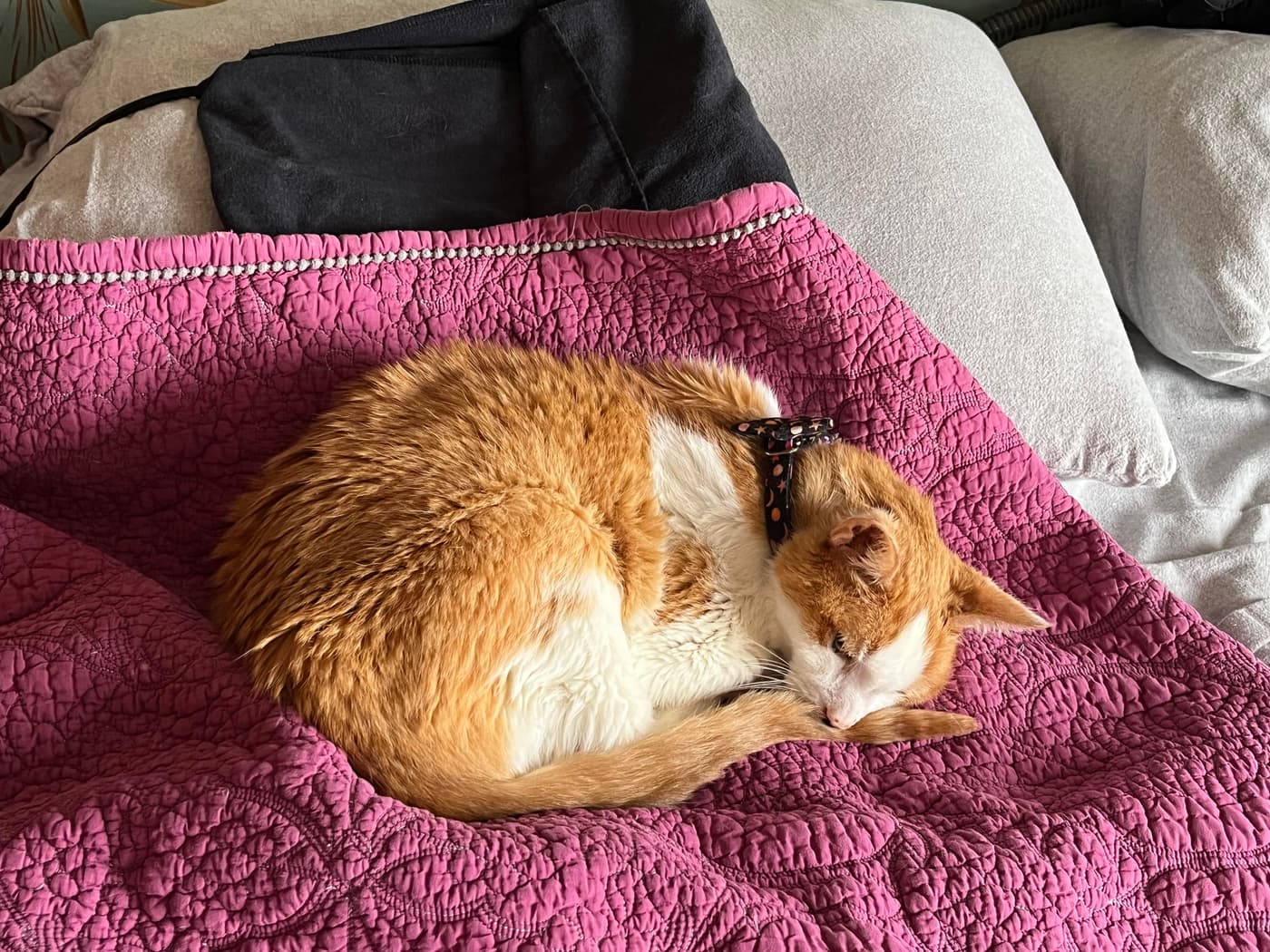 Catsby, an orange and white cat, curled up on a red comforter on a bed