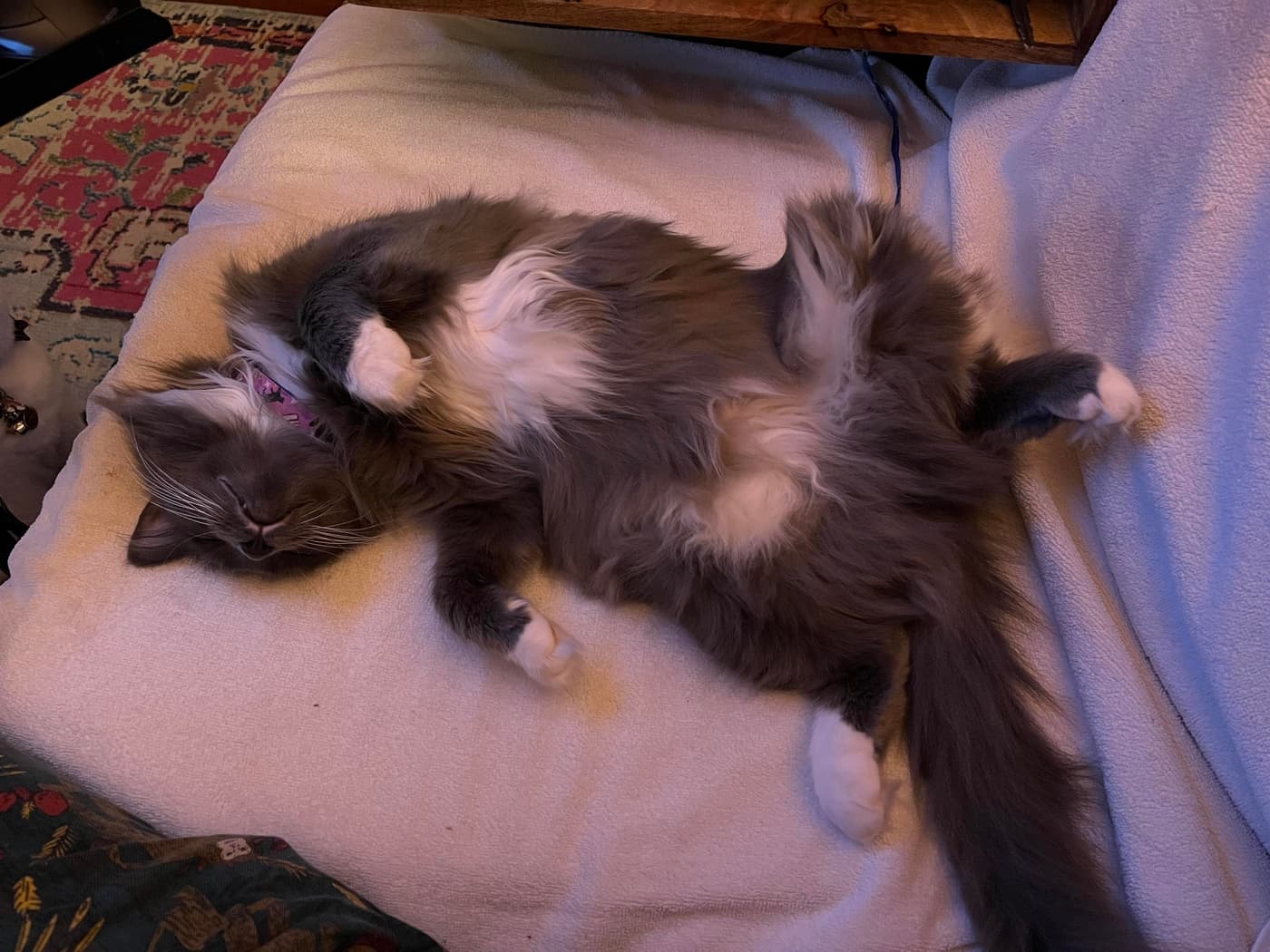 Miss Biscuits lying on her back showing her fluffy belly