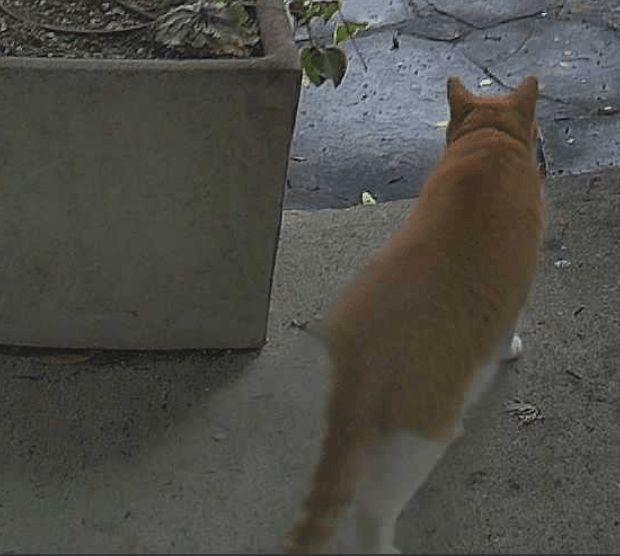 Orange cat walking away from the front door