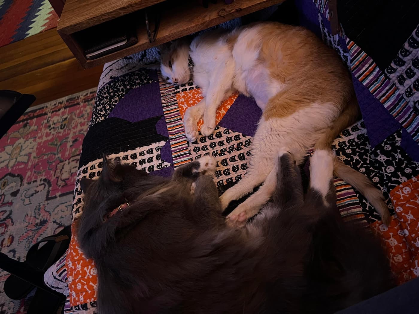 Catsby flopping into a cardboard box