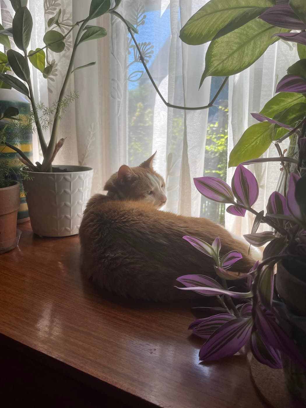 Orange and white cat curled up among houseplants on wooden surface