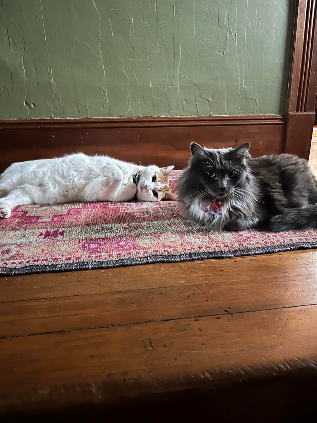 Two cats resting on rug - white and orange cat on back, gray fluffy cat sitting nearby