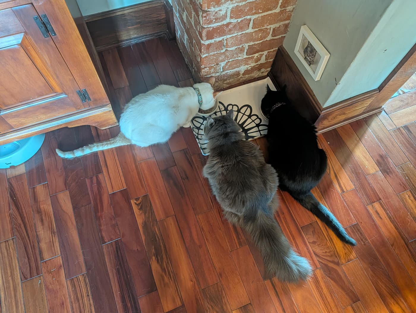 Three cats—white, grey, and black—are eating from bowls on a wooden floor next to a brick wall and wooden cabinet.