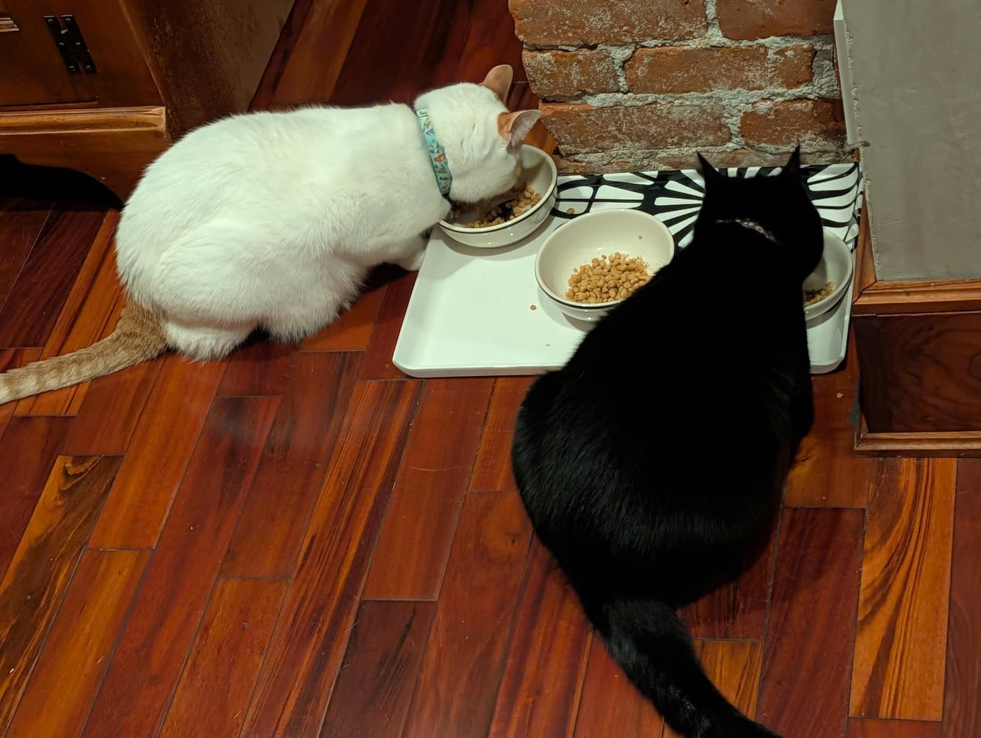 Two cats, one white and one black, eat dry food from bowls on a white tray on a polished wooden floor.