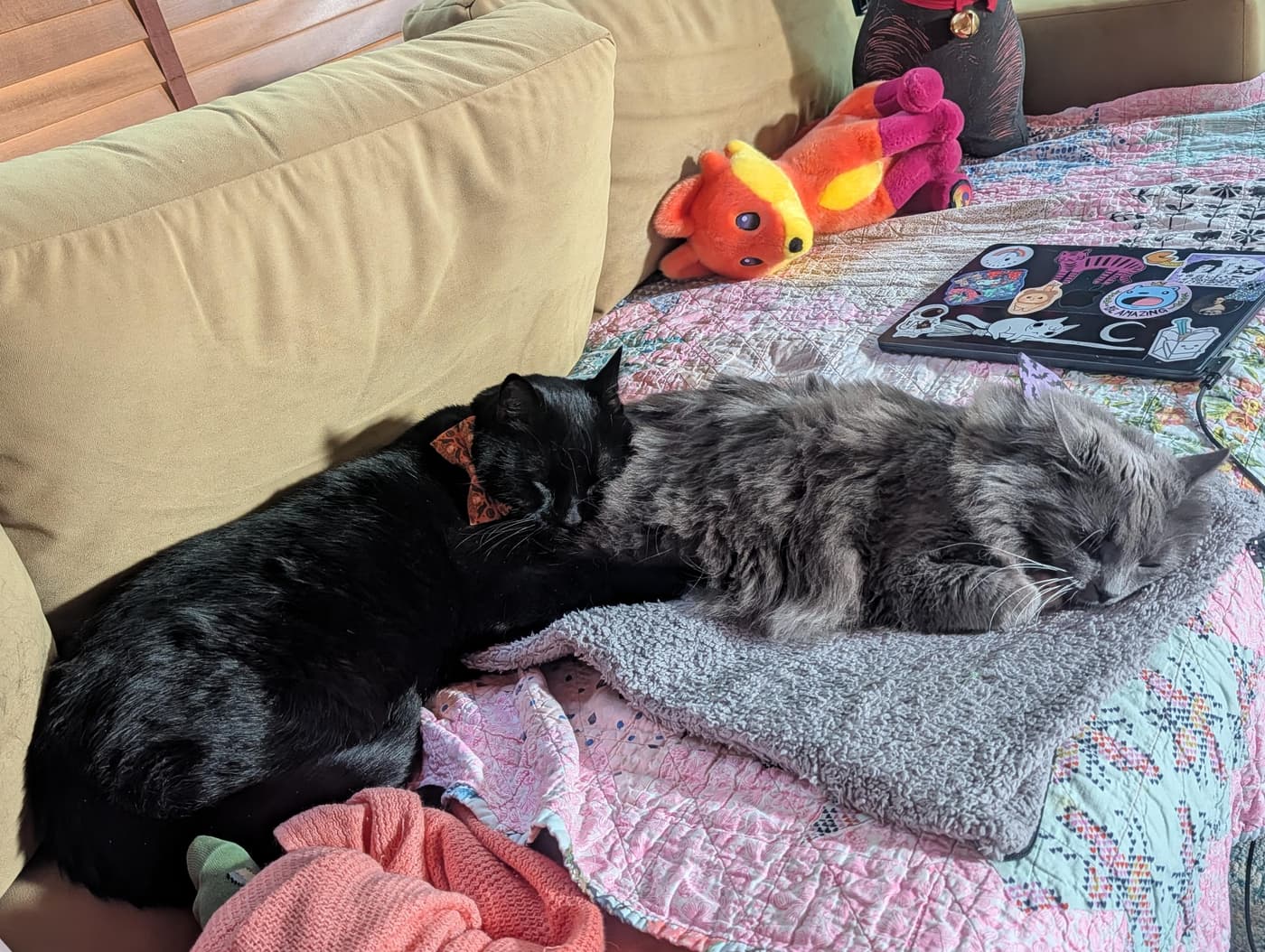 Two cats, one black and one gray, lounging